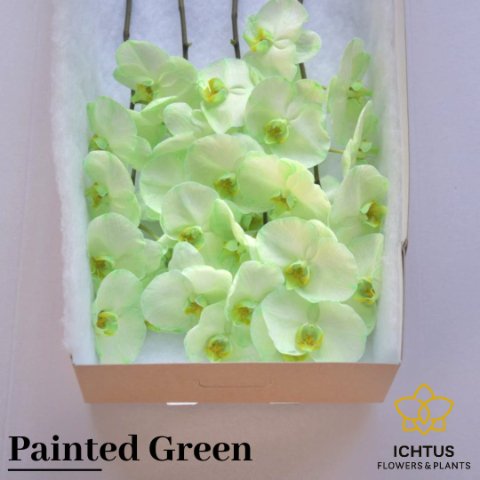 Срезанные цветы оптом Phalaenopsis paint green от 8шт из Голландии с доставкой по России