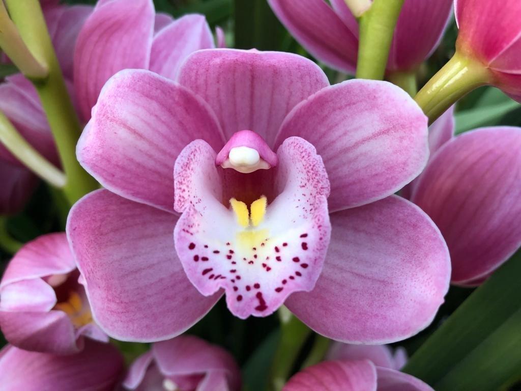 Срезанные цветы оптом Minicymbidium rosanna shaw от 12шт из Голландии с доставкой по России