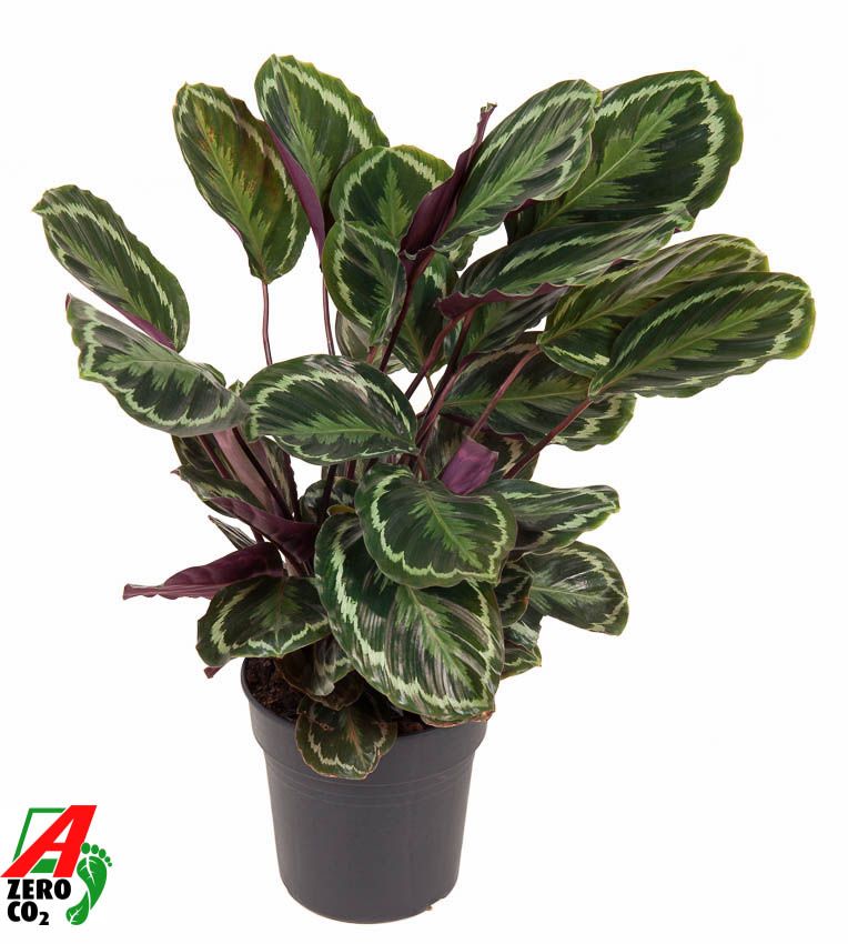 Горшечные цветы и растения оптом Calathea Medallion от 1шт из Голландии с доставкой по России