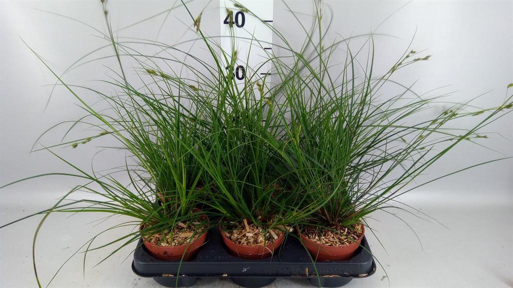 Горшечные цветы и растения оптом Carex Brunnea от 6шт из Голландии с доставкой по России