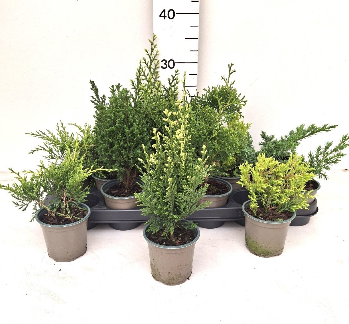 Горшечные цветы и растения оптом Coniferen Ov от 18шт (для телеги) из Голландии с доставкой по России