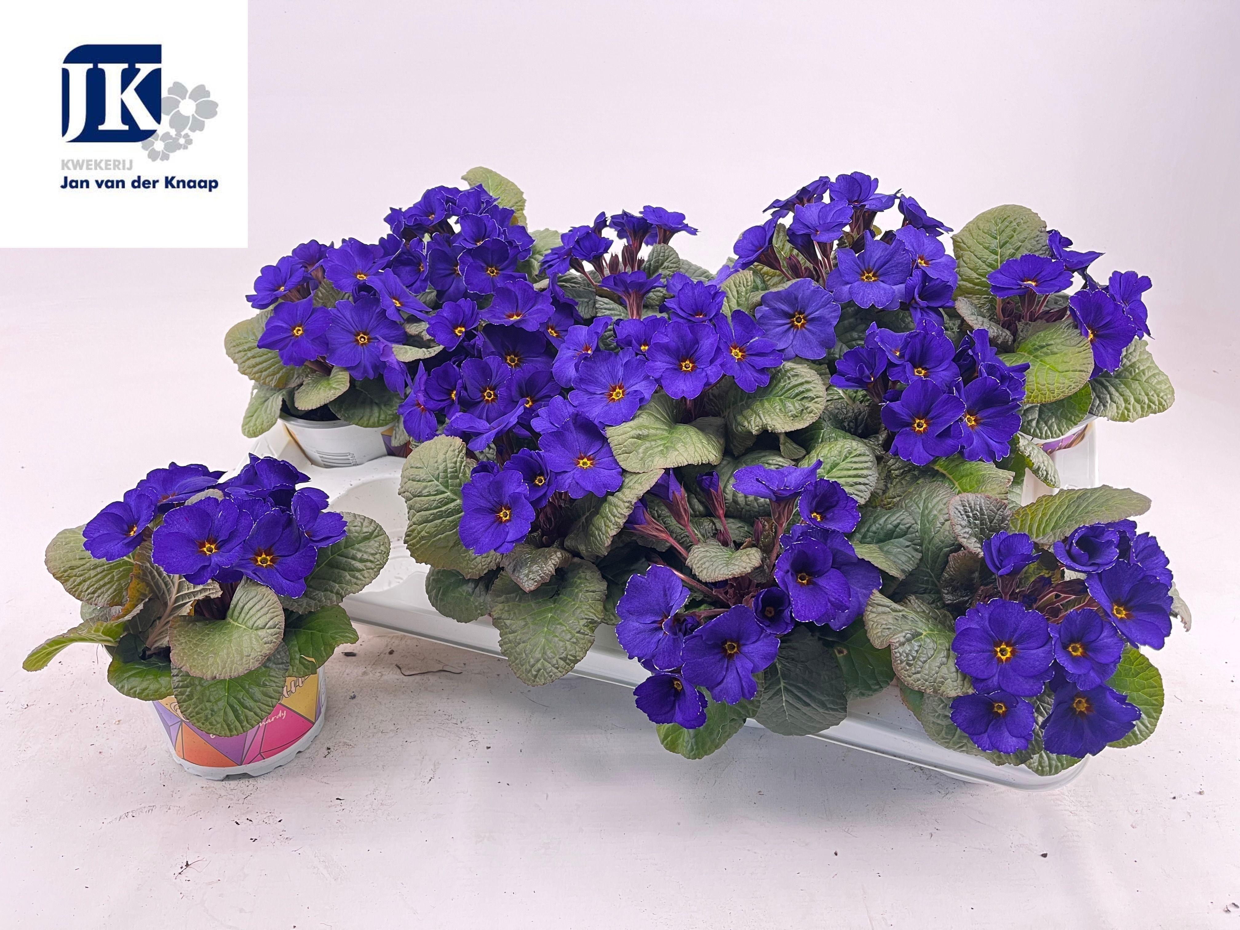 Горшечные цветы и растения оптом Prim Ac Obsid D Blue от 12шт из Голландии с доставкой по России