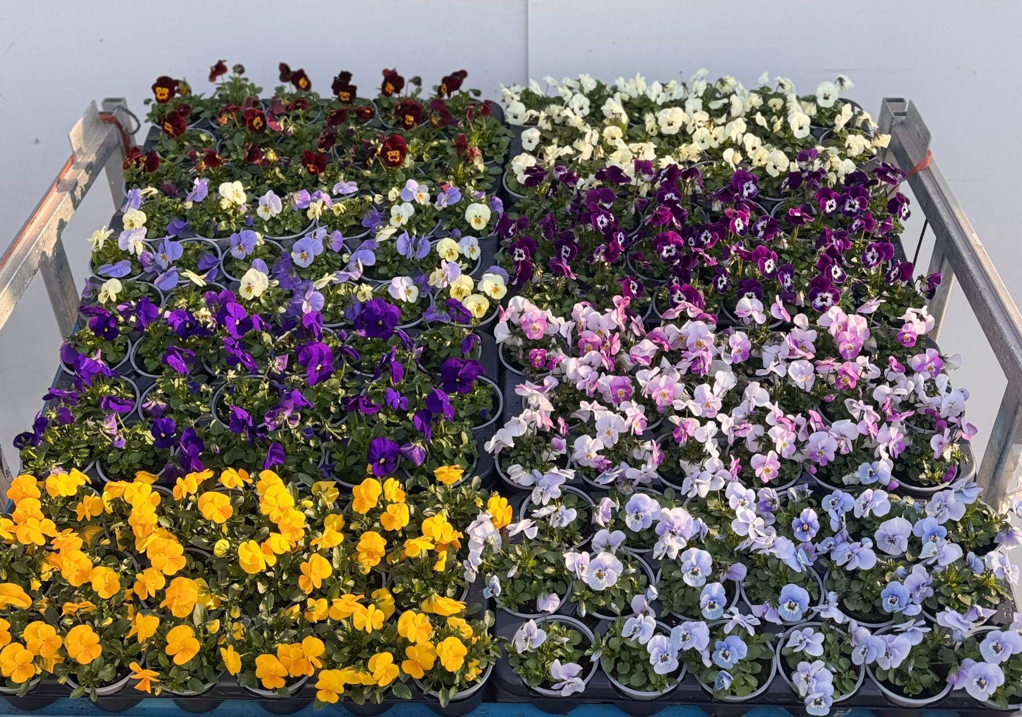 Горшечные цветы и растения оптом Vio Co Mixk от 18шт (для телеги) из Голландии с доставкой по России