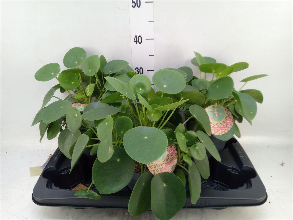 Горшечные цветы и растения оптом Pilea Peperomioides от 3шт из Голландии с доставкой по России