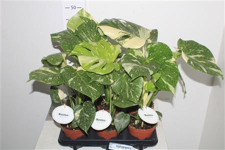 Горшечные цветы и растения оптом Monstera Del Thai Co от 6шт из Голландии с доставкой по России