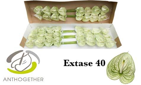 Срезанные цветы оптом Anthurium extase от 40шт из Голландии с доставкой по России