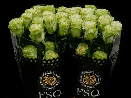 Срезанные цветы оптом Rosa ec wasabi от 40шт. из Голландии с доставкой по России