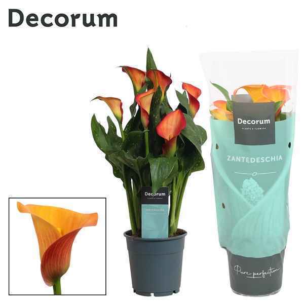 Горшечные цветы и растения оптом Zantedeschia Orange (decorum) от 10шт из Голландии с доставкой по России