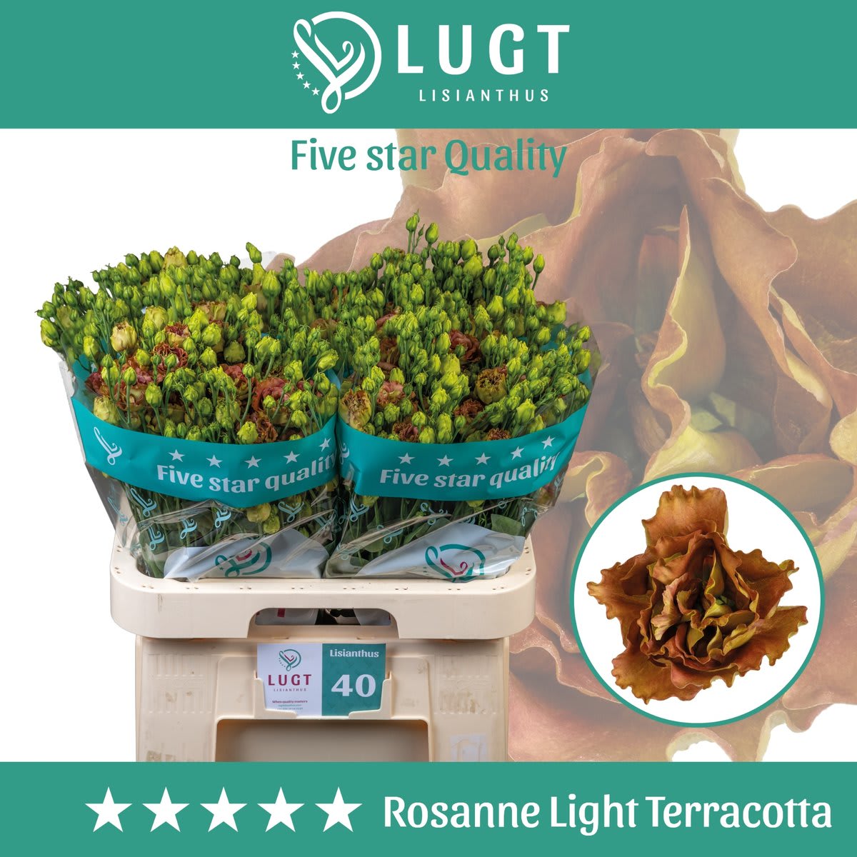 Срезанные цветы оптом Lisianthus do rosanne light terracotta от 40шт из Голландии с доставкой по России