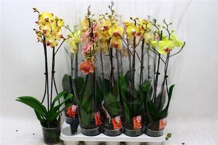 Горшечные цветы и растения оптом Phal 2 Branche 18+ 10% Vertakt от 10шт из Голландии с доставкой по России