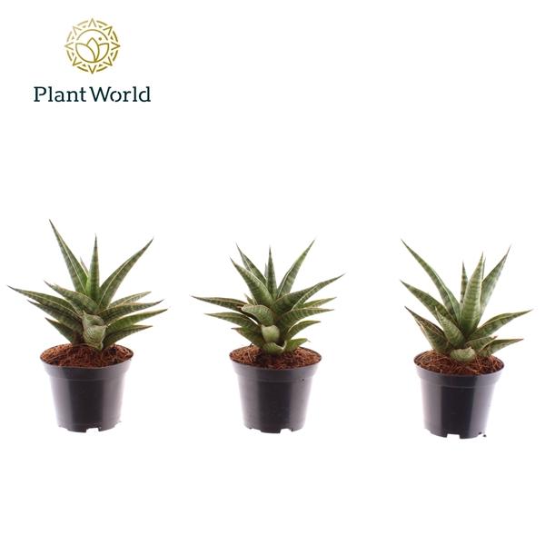 Горшечные цветы и растения оптом Sansevieria Boogie Woogie от 16шт (для телеги) из Голландии с доставкой по России