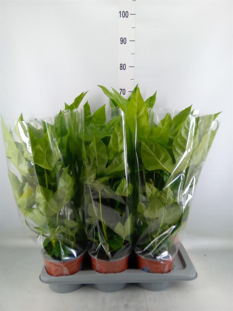 Горшечные цветы и растения оптом Fatsia Japonica   ... от 6шт из Голландии с доставкой по России