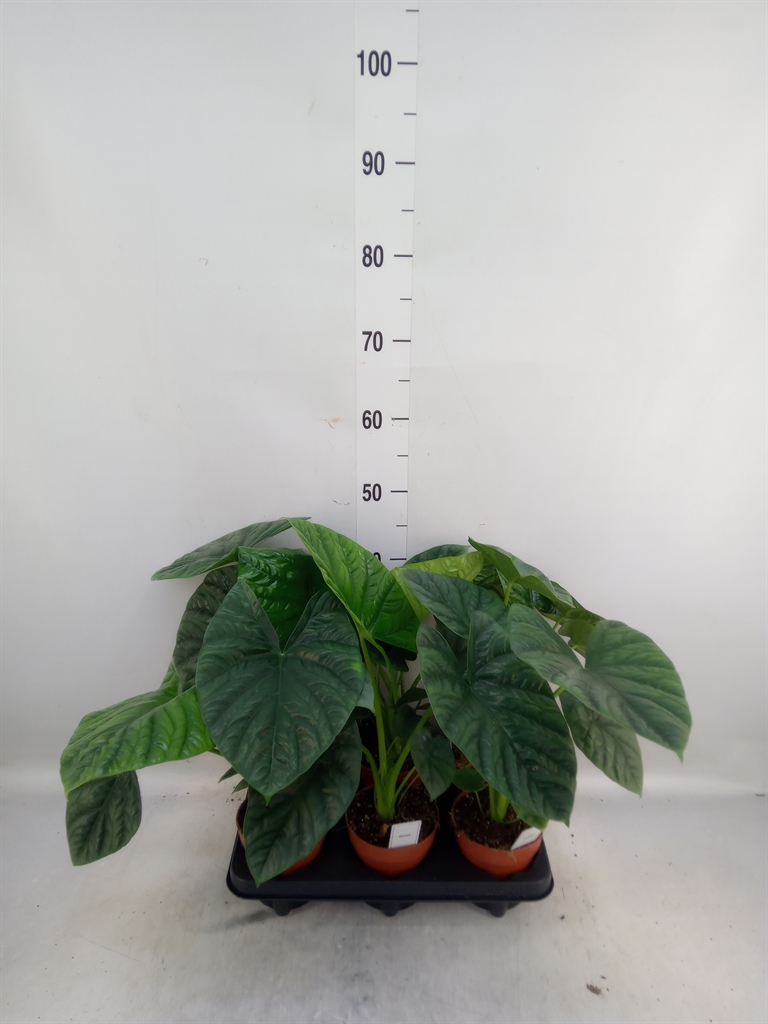 Горшечные цветы и растения оптом Alocasia   ... от 6шт (для телеги) из Голландии с доставкой по России