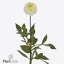 Срезанные цветы оптом Dahlia caro от 25шт из Голландии с доставкой по России