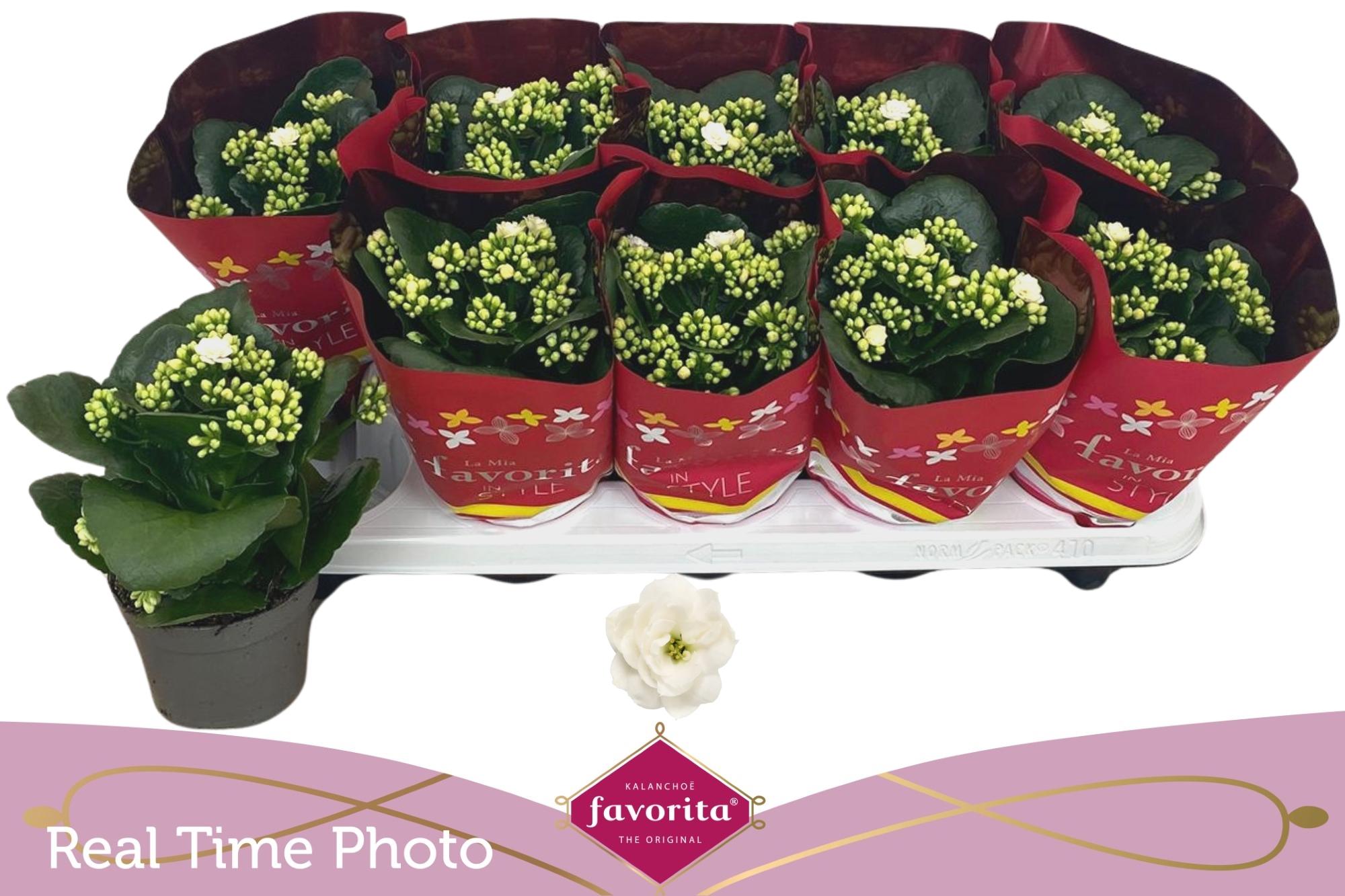 Горшечные цветы и растения оптом Kal B Ge C Menzel от 10шт из Голландии с доставкой по России