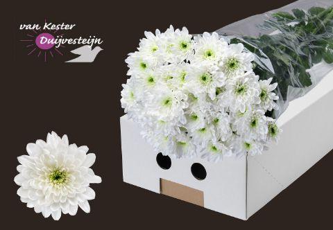 Срезанные цветы оптом Chrys sp baltica от 240шт из Голландии с доставкой по России