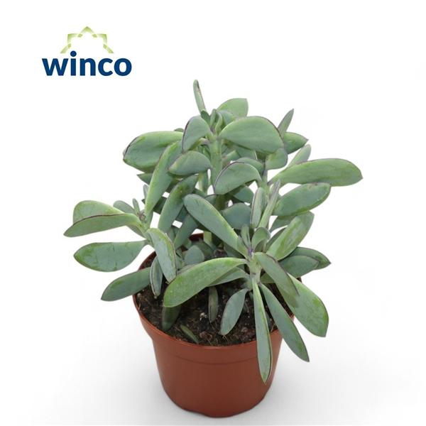 Горшечные цветы и растения оптом Senecio Crassisimus от 6шт из Голландии с доставкой по России