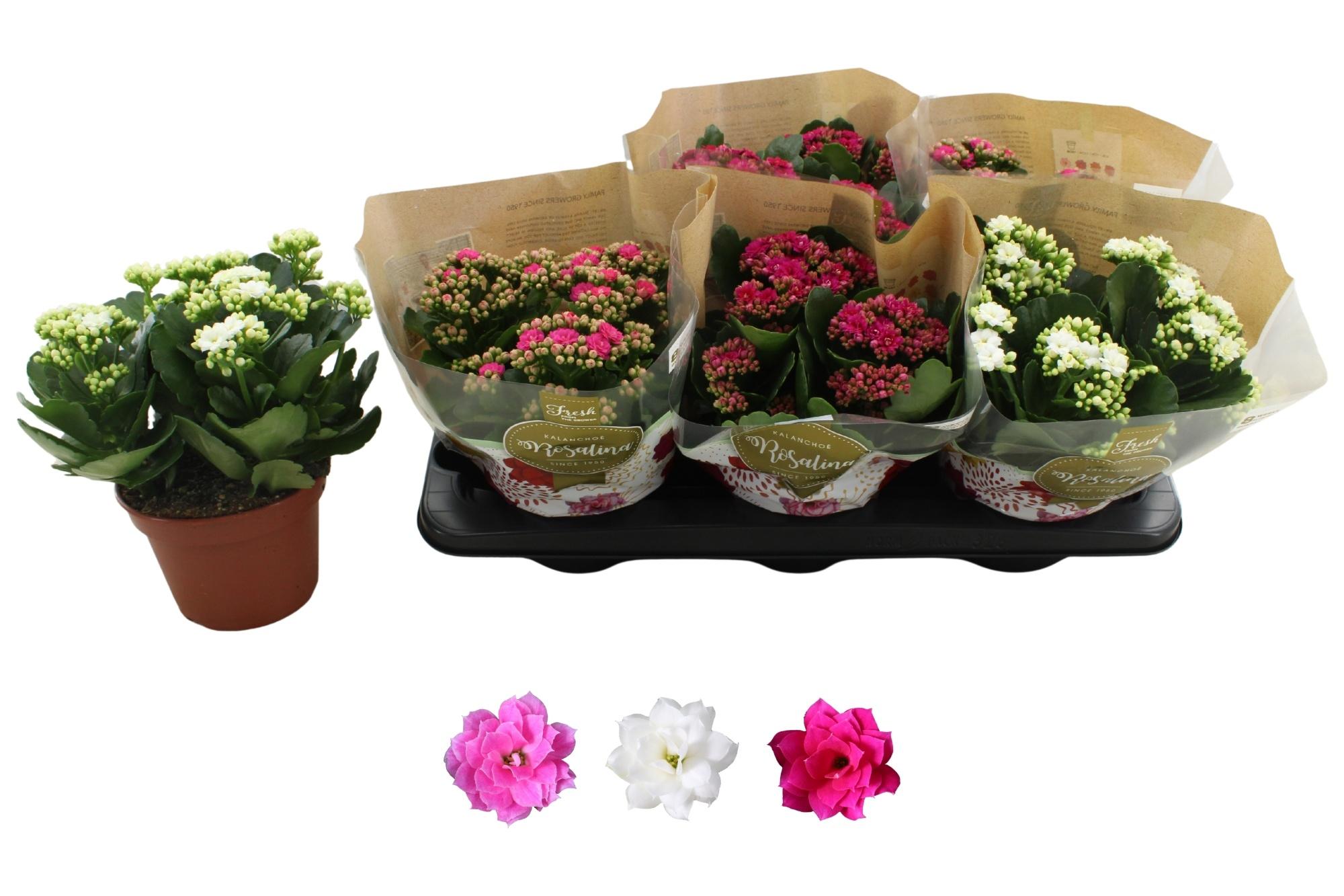 Горшечные цветы и растения оптом Kal Ge Ro Gem 3 Kl от 6шт из Голландии с доставкой по России
