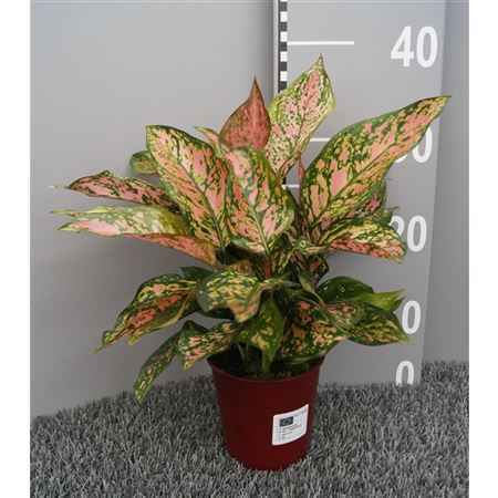 Горшечные цветы и растения оптом Aglaonema Spotted от 6шт из Голландии с доставкой по России