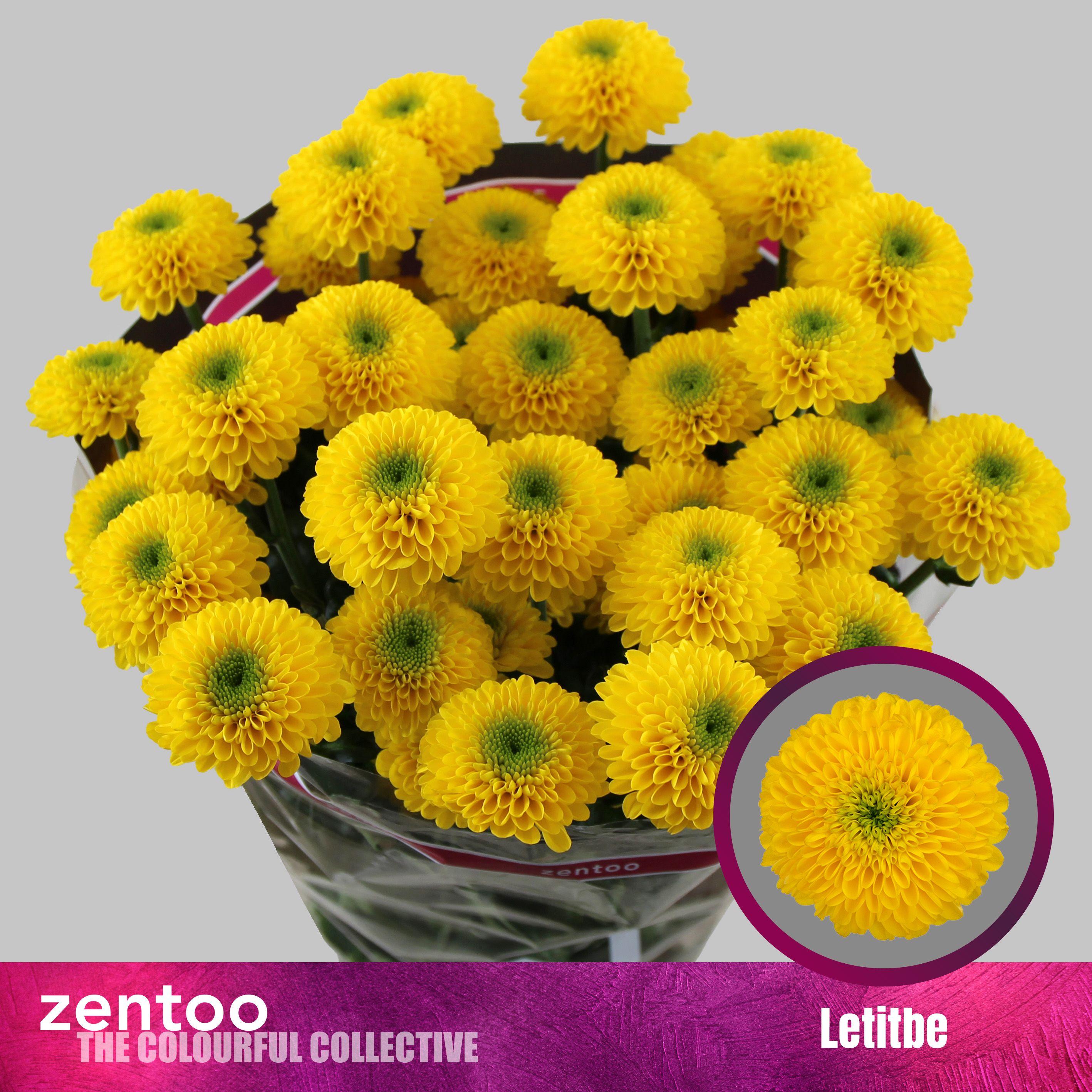 Срезанные цветы оптом Chrys sp letitbe от 80шт из Голландии с доставкой по России