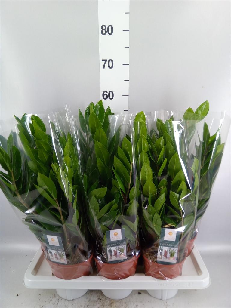 Горшечные цветы и растения оптом Zamioculcas Zamiifolia от 7шт из Голландии с доставкой по России