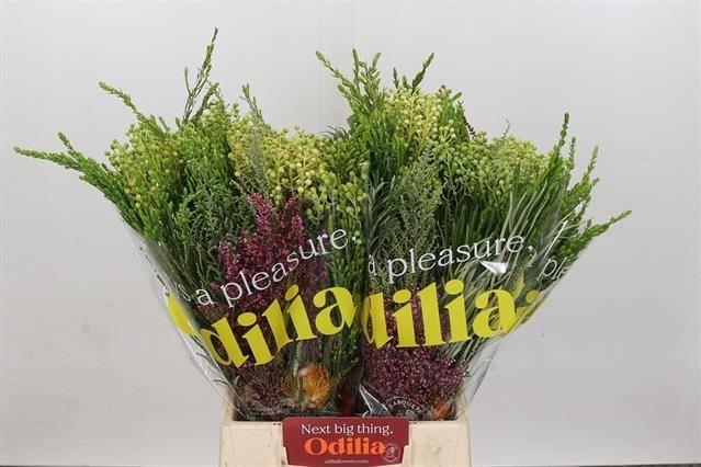 Срезанные цветы оптом Exoten safari bq от 4шт из Голландии с доставкой по России