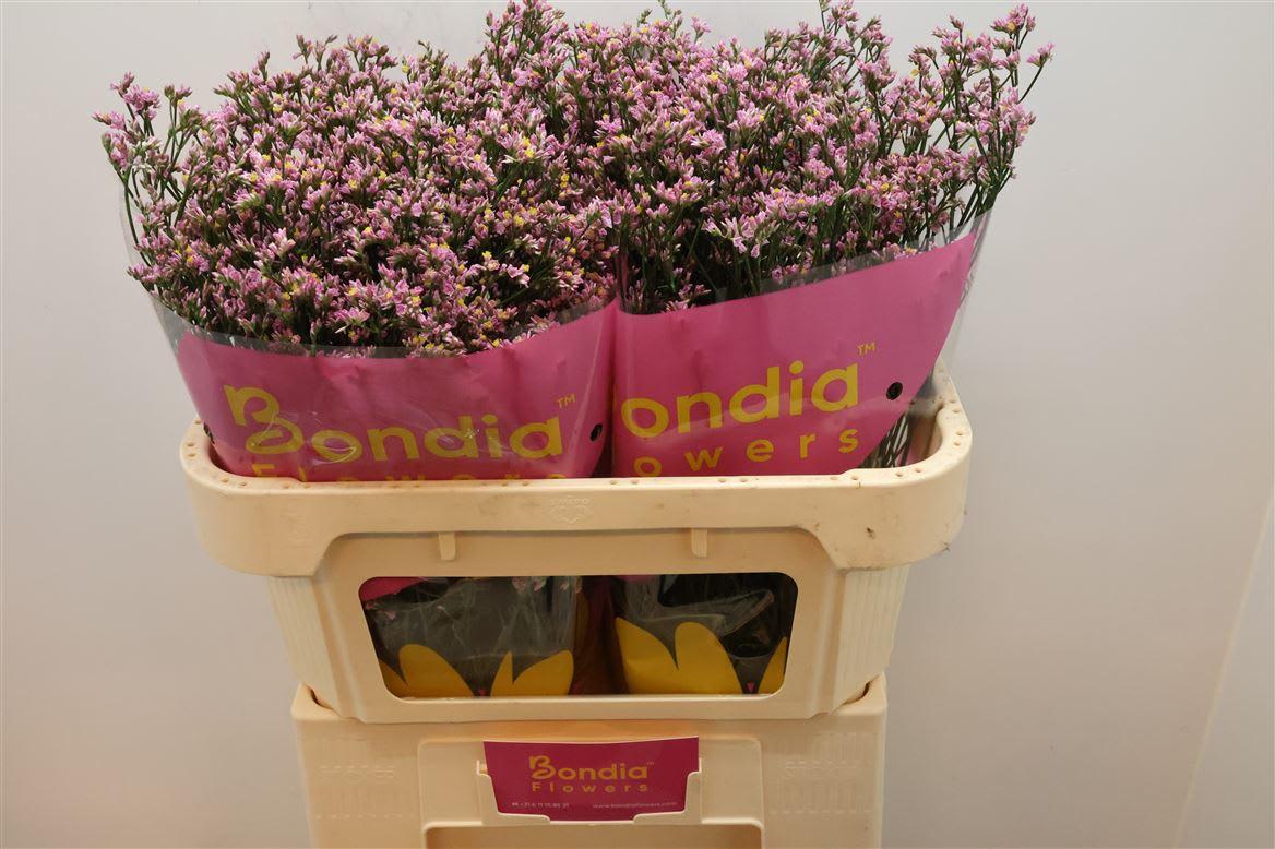 Срезанные цветы оптом Limonium anouchka diamond от 50шт из Голландии с доставкой по России