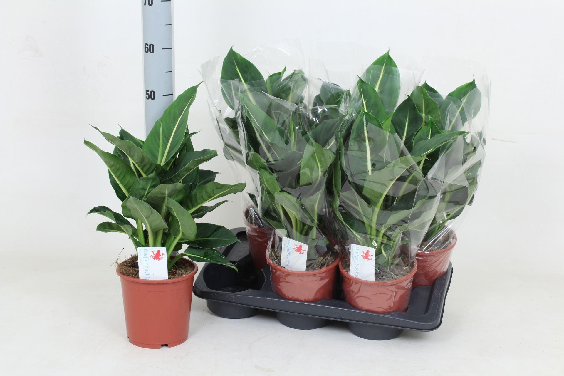 Горшечные цветы и растения оптом Dieffenbachia Green Magic от 6шт из Голландии с доставкой по России
