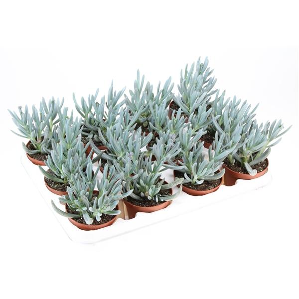 Горшечные цветы и растения оптом Senecio Kleinia от 12шт (для телеги) из Голландии с доставкой по России