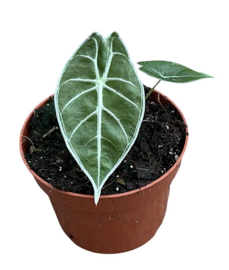 Горшечные цветы и растения оптом Alocasia Watsoniana Lightning от 1шт (для телеги) из Голландии с доставкой по России