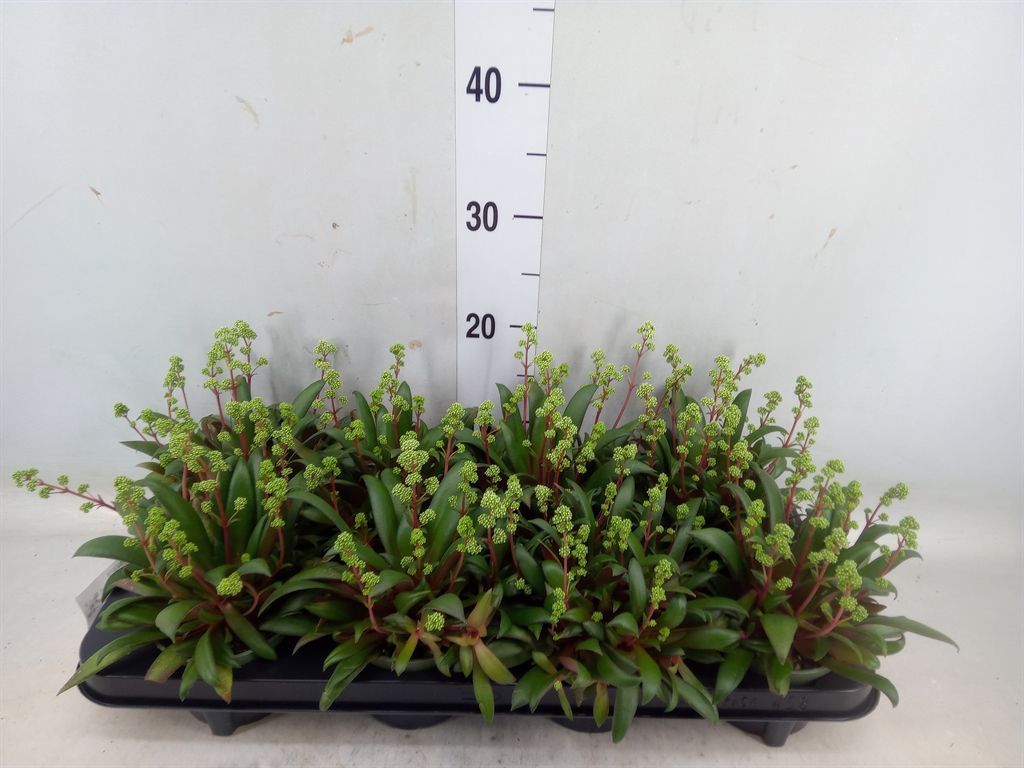 Горшечные цветы и растения оптом Crassula Rosularis от 8шт из Голландии с доставкой по России