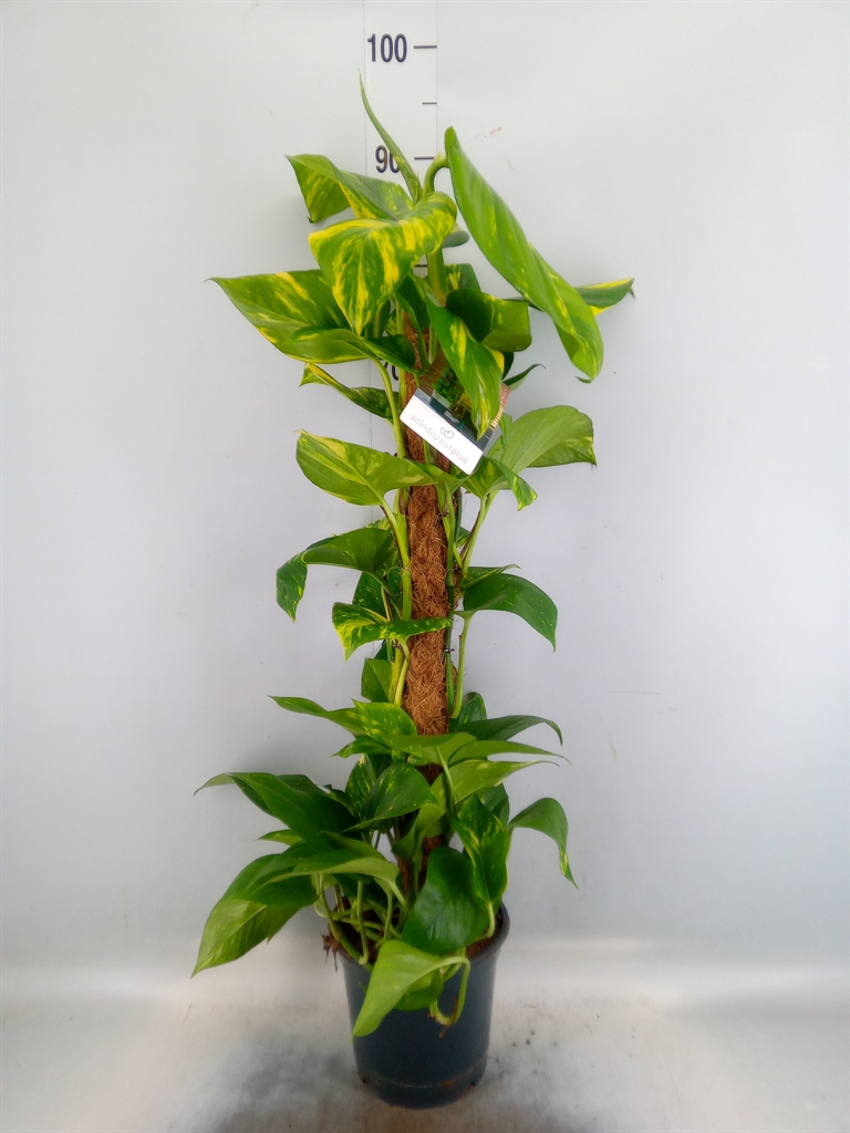 Горшечные цветы и растения оптом Epipremnum Pinn.   ...moss Stick от 1шт из Голландии с доставкой по России
