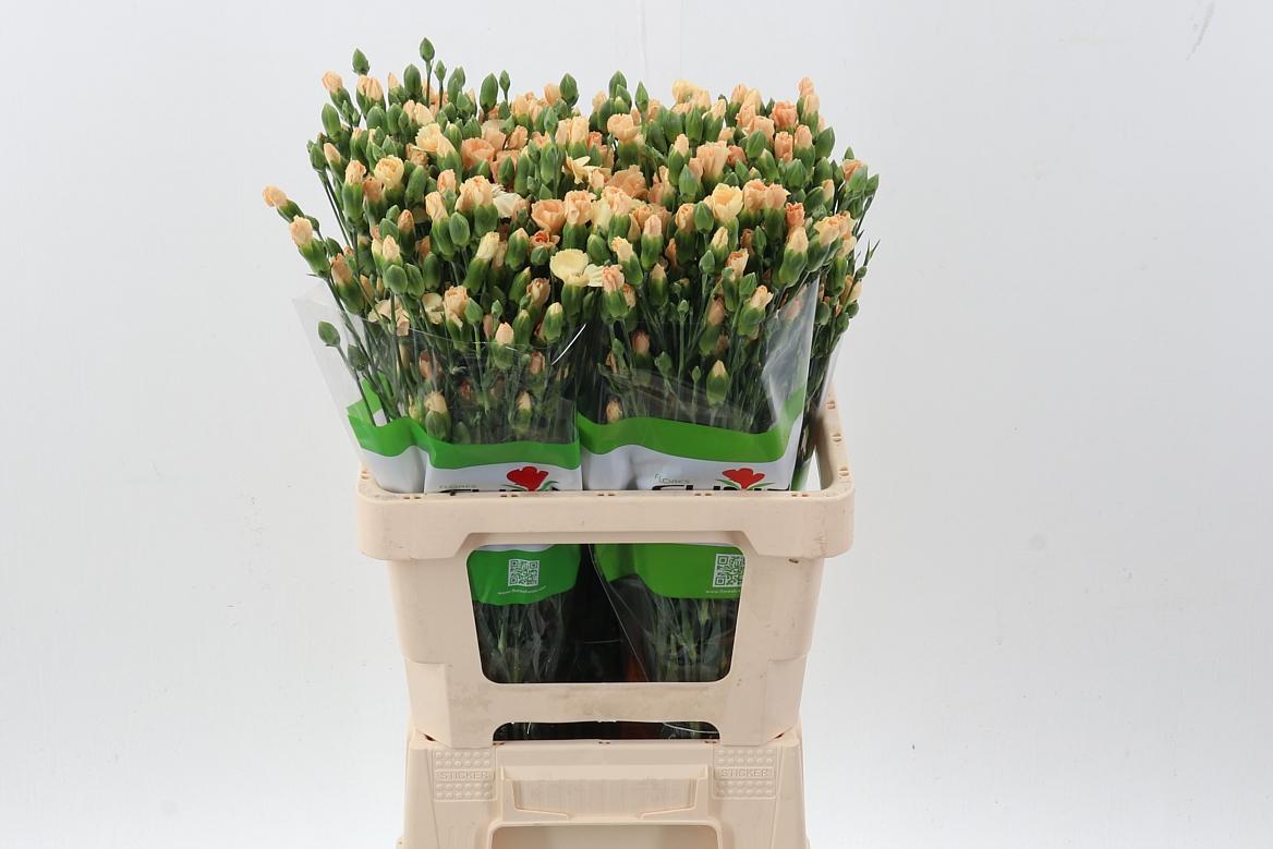 Срезанные цветы оптом Dianthus sp symply tweety от 100шт из Голландии с доставкой по России