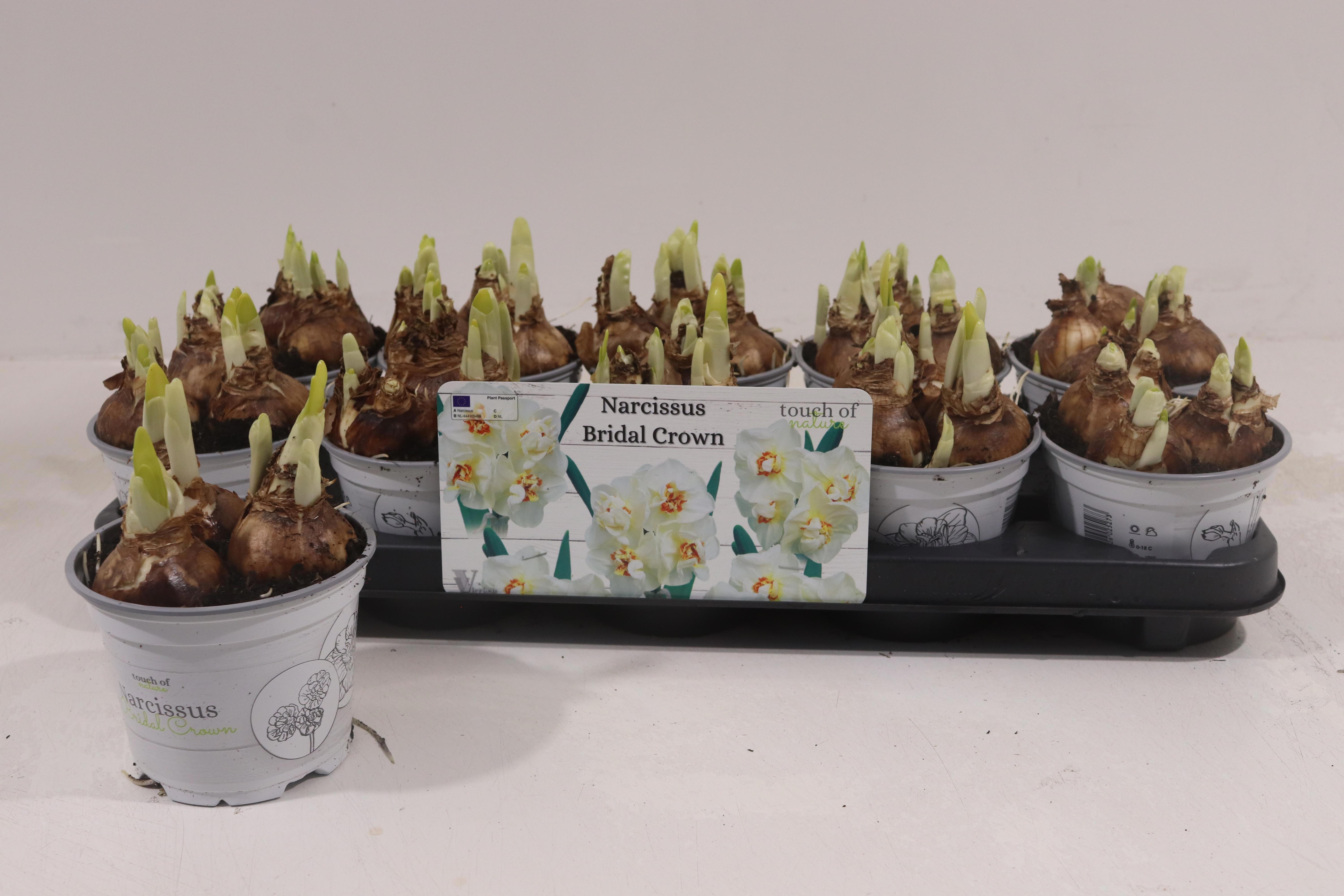 Горшечные цветы и растения оптом Narc D Bridal Crown от 10шт из Голландии с доставкой по России