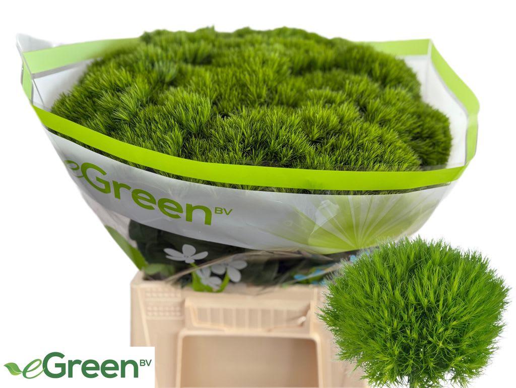 Срезанные цветы оптом Dianthus br green wicky от 30шт из Голландии с доставкой по России