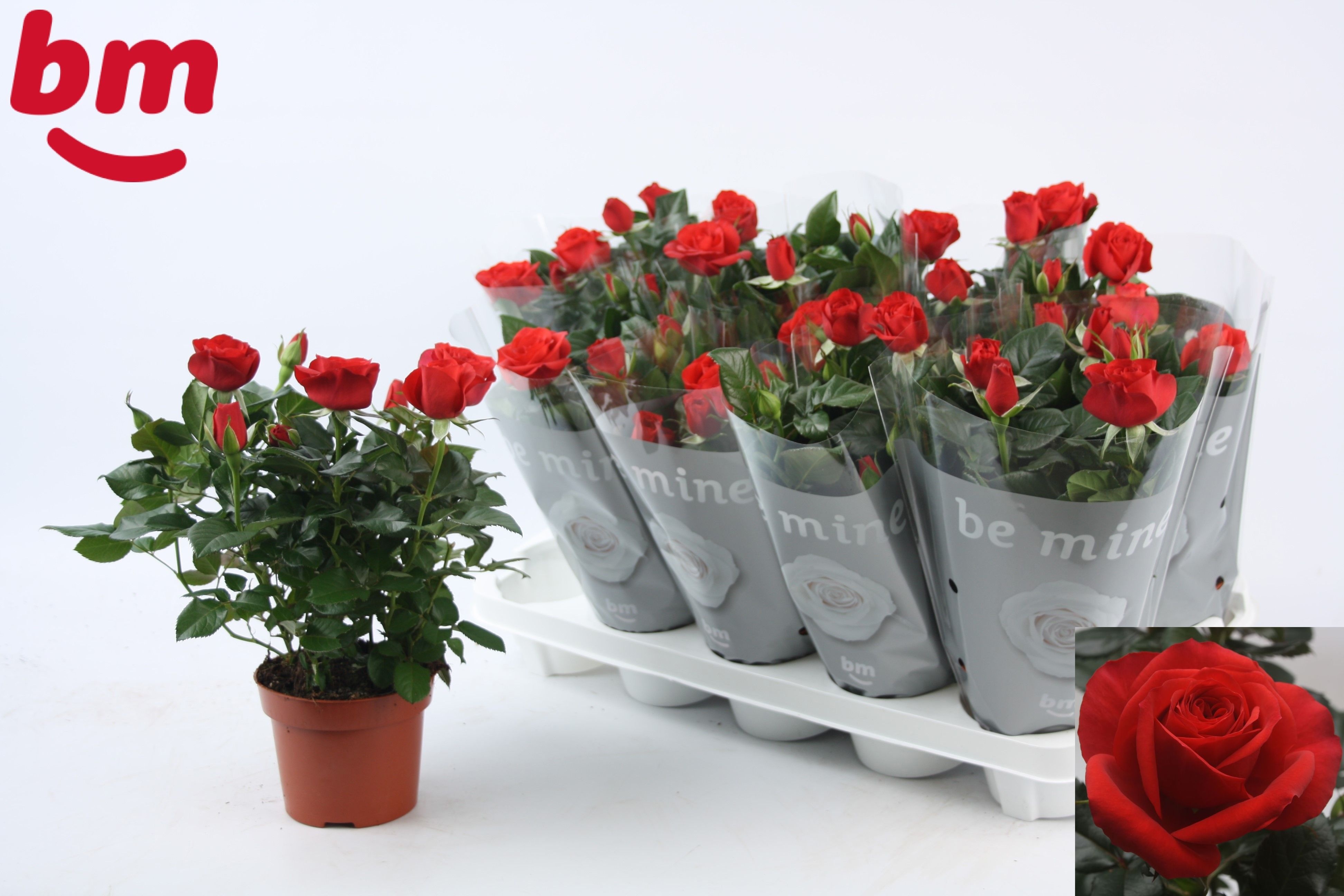 Горшечные цветы и растения оптом Ro Red B Monde от 10шт из Голландии с доставкой по России