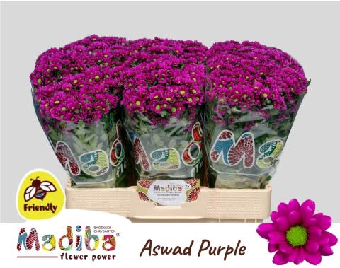 Срезанные цветы оптом Chrys sa madiba aswad purple от 75шт из Голландии с доставкой по России