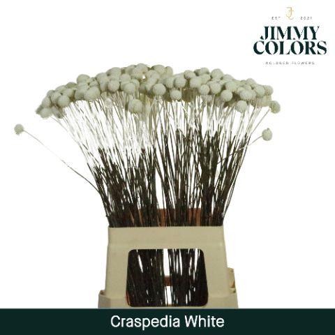Срезанные цветы оптом Craspedia paint white от 200шт. из Голландии с доставкой по России
