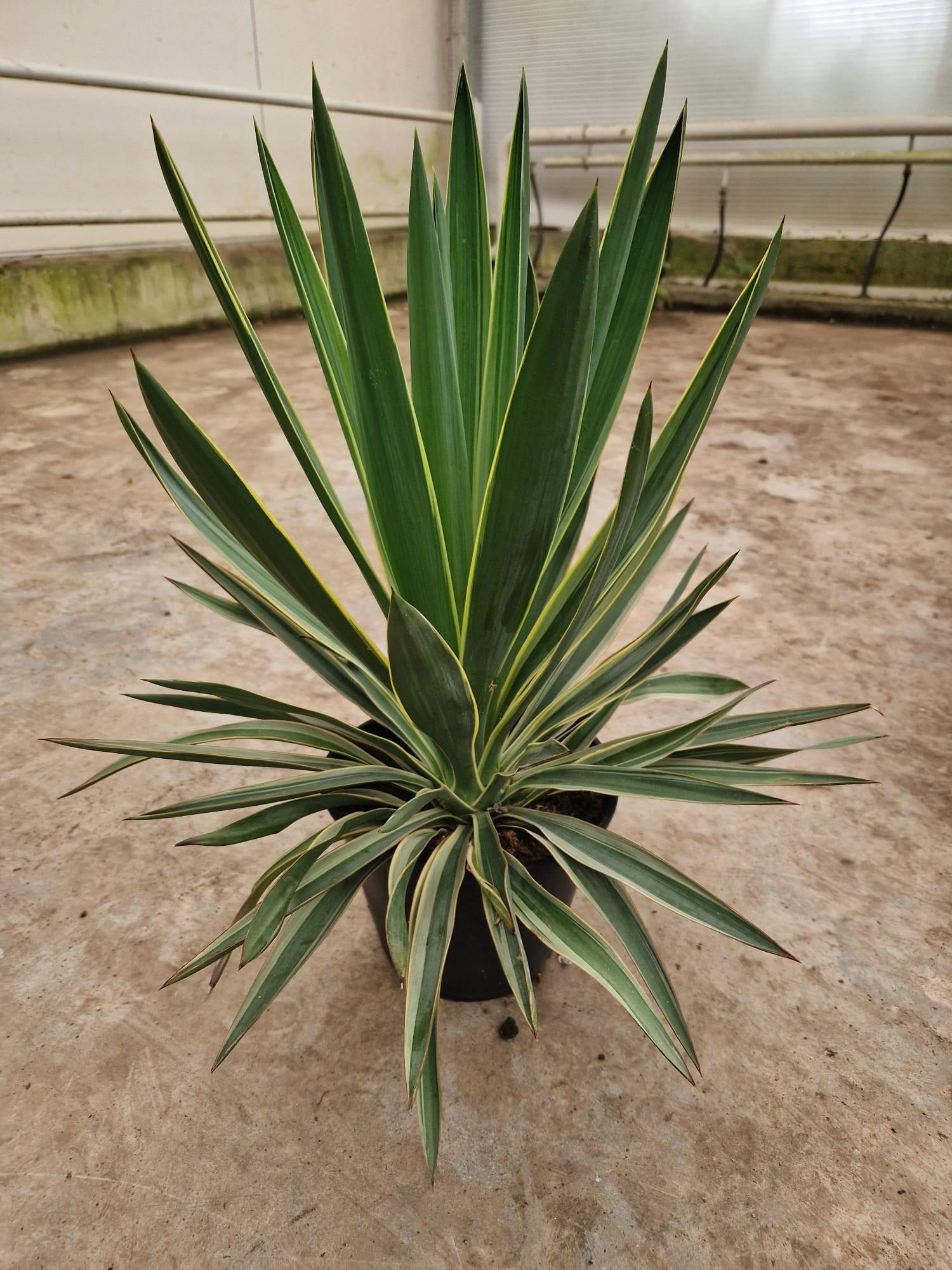 Горшечные цветы и растения оптом Yucca Gloriosa от 3шт из Голландии с доставкой по России