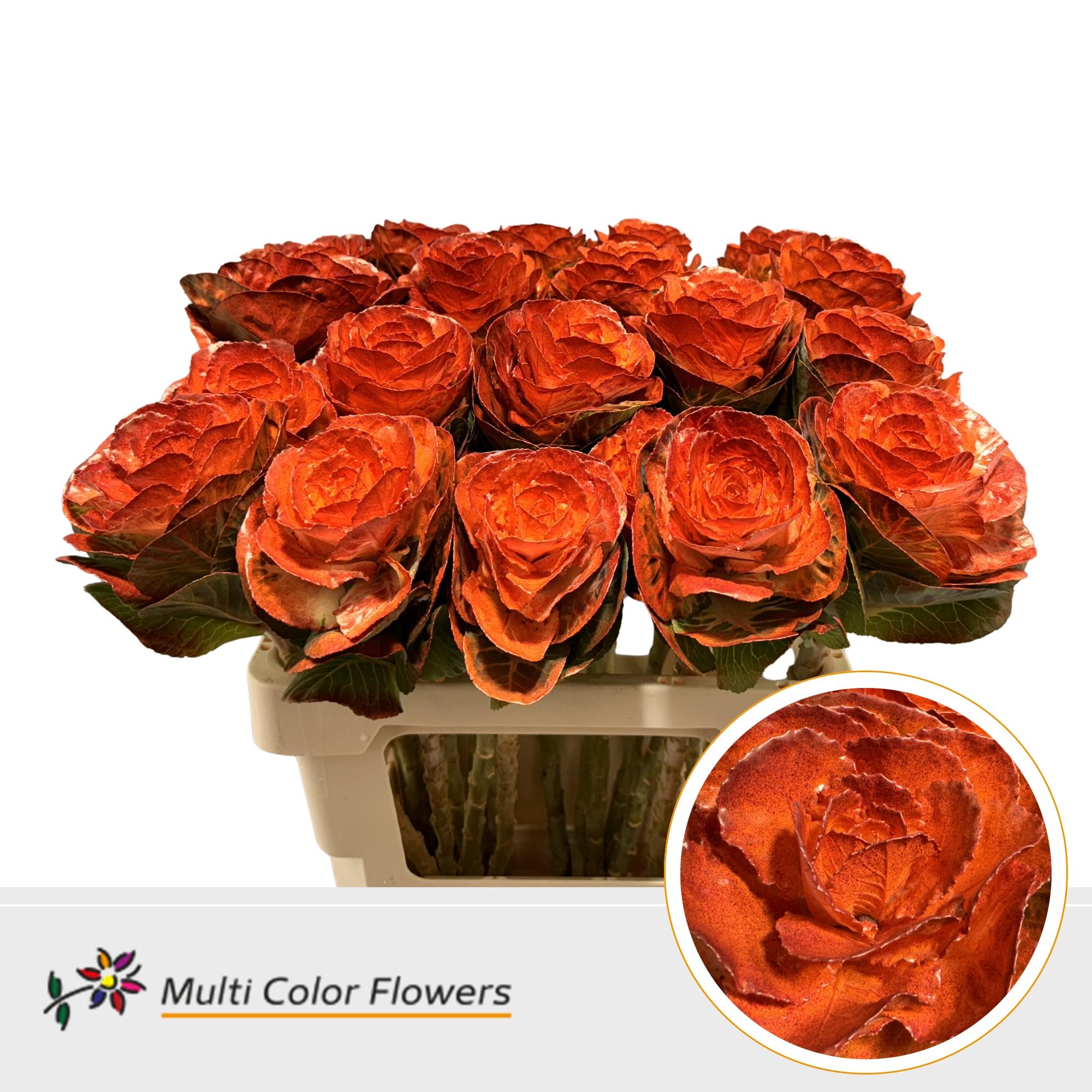 Срезанные цветы оптом Brassica paint orange autumn от 20шт из Голландии с доставкой по России