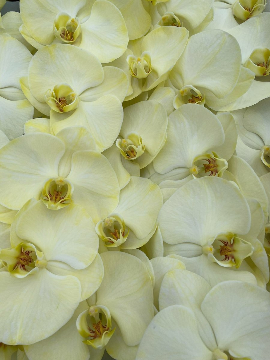 Срезанные цветы оптом Phalaenopsis paint yellow от 10шт из Голландии с доставкой по России