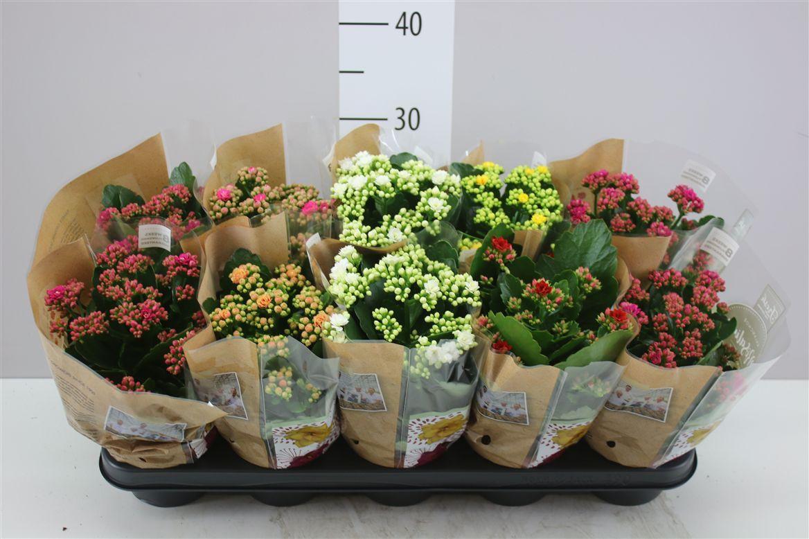 Горшечные цветы и растения оптом Kalanchoe Rosalina Mix от 10шт' из Голландии с доставкой по России