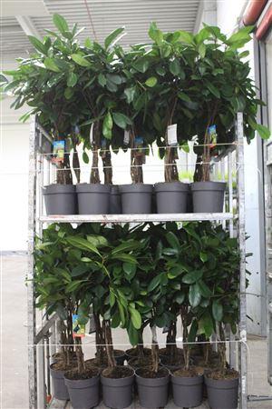 Горшечные цветы и растения оптом Ficus Cyathistipula Twister Stam от 1шт из Голландии с доставкой по России