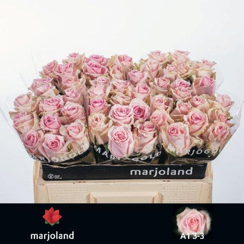 Срезанные цветы оптом Rosa large sweet dolomiti от 50шт из Голландии с доставкой по России