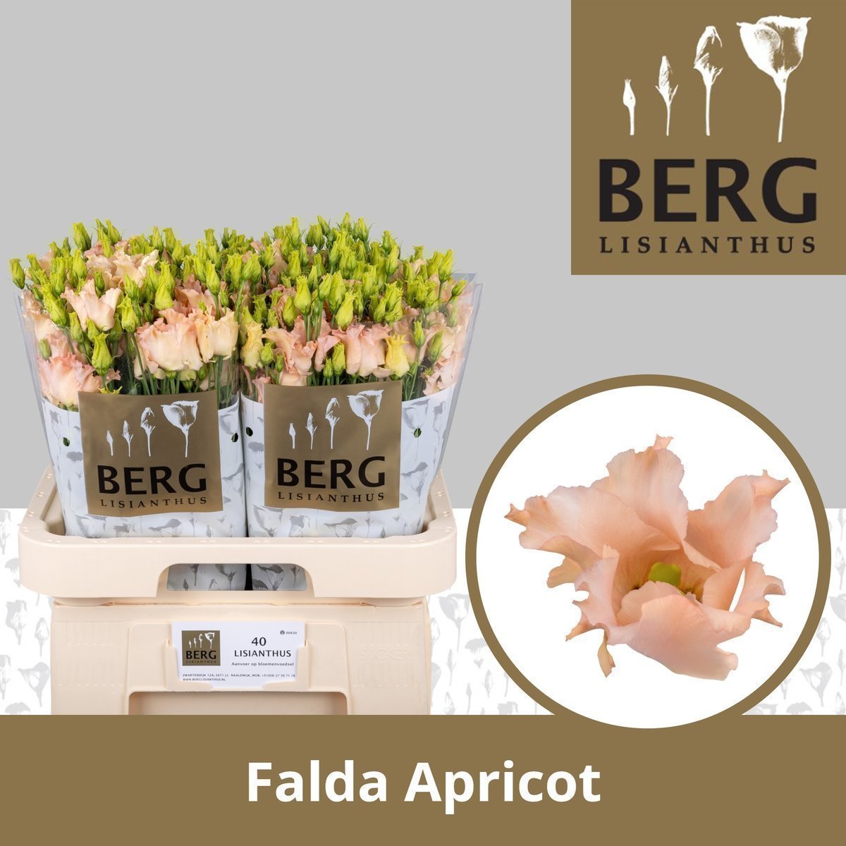 Срезанные цветы оптом Lisianthus si falda apricot от 40шт из Голландии с доставкой по России