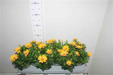 Горшечные цветы и растения оптом Osteo Ma Yellow от 12шт из Голландии с доставкой по России