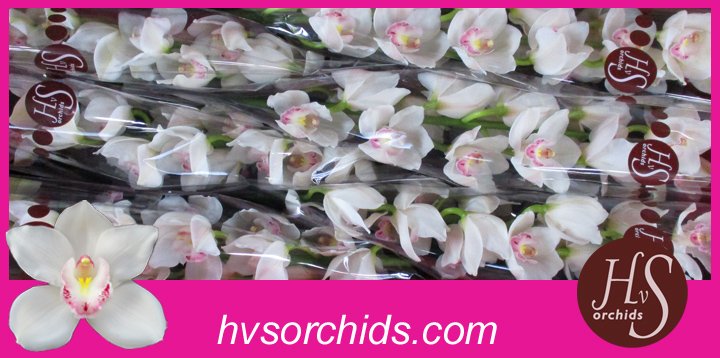 Срезанные цветы оптом Cymbidium white kilimanjaro от 6шт из Голландии с доставкой по России
