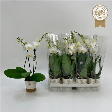 Горшечные цветы и растения оптом Phal Ov Wit 2 Branches 16+ Spring Deal от 12шт (для телеги) из Голландии с доставкой по России