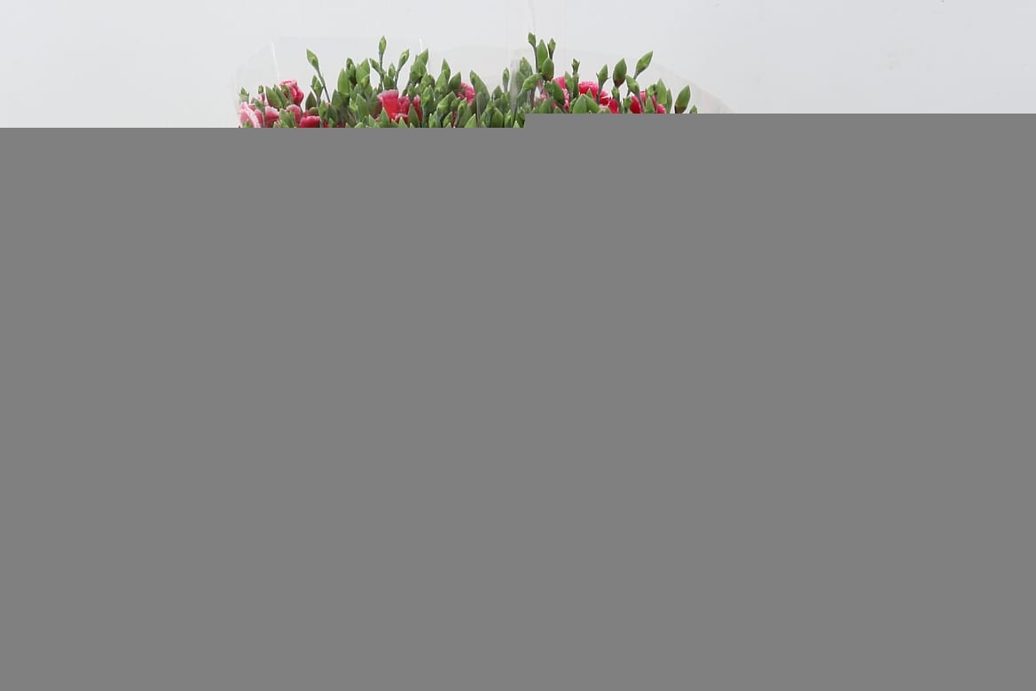 Срезанные цветы оптом Dianthus sp solomio cherry от 100шт из Голландии с доставкой по России