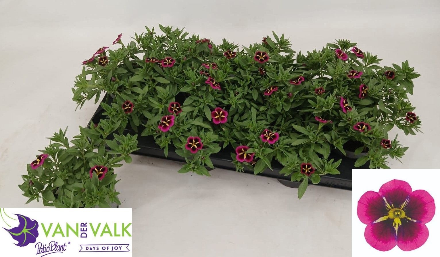 Горшечные цветы и растения оптом Calib Ca Gd Nigh Kis от 12шт из Голландии с доставкой по России